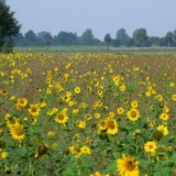 0508F 21 vor Lueneburg